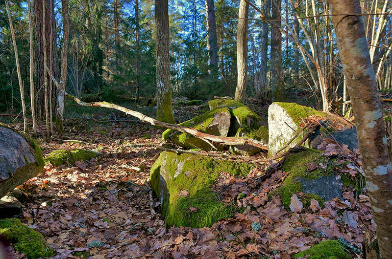 bohman-invest-forestery-018
