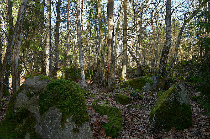 bohman-invest-forestery-020