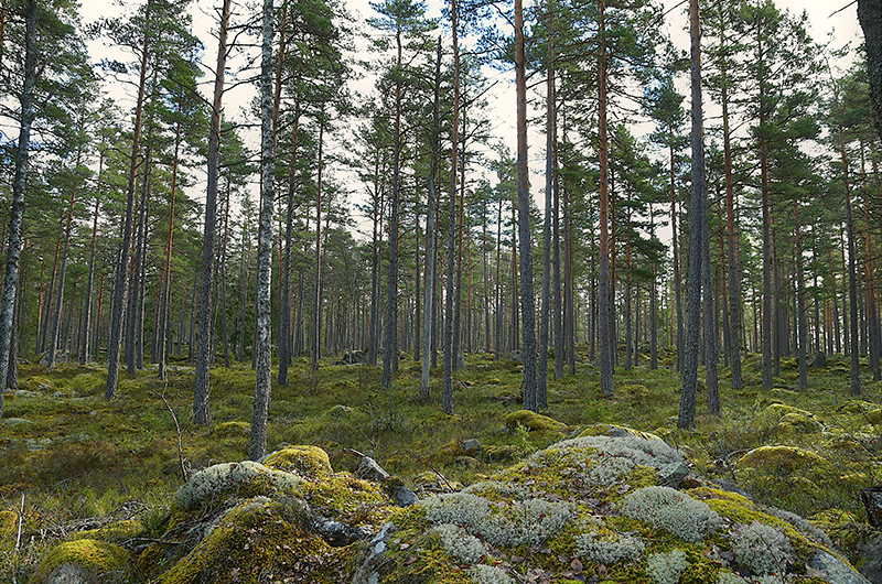 bohman-invest-forestery-027